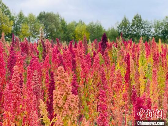 图为海西州藜麦获丰收。(资料图) 中新网记者 孙睿 摄 图为海西州藜麦获丰收。(资料图) 中新网记者 孙睿 摄